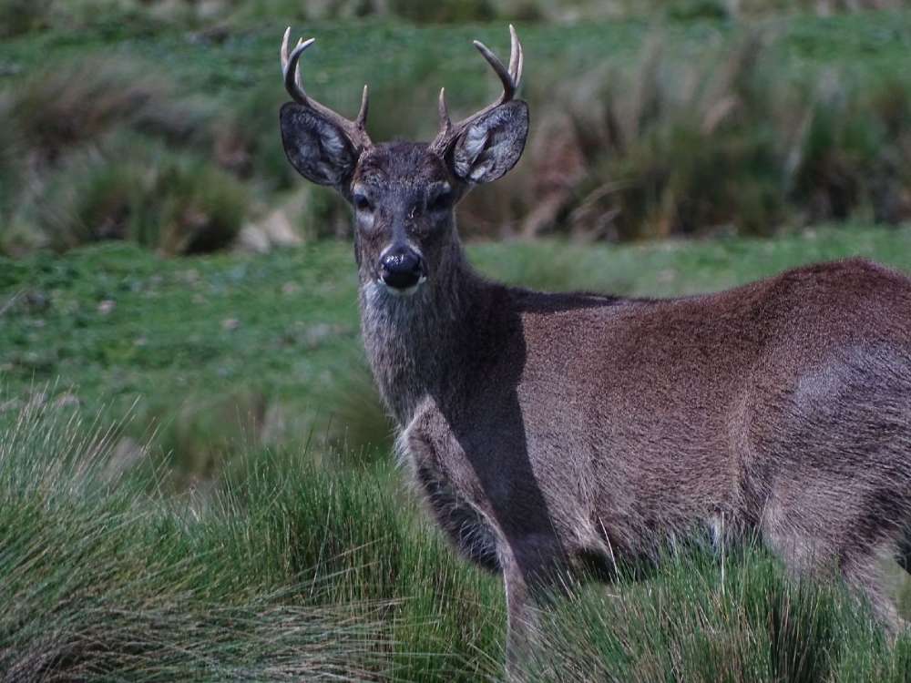 Andean Deer