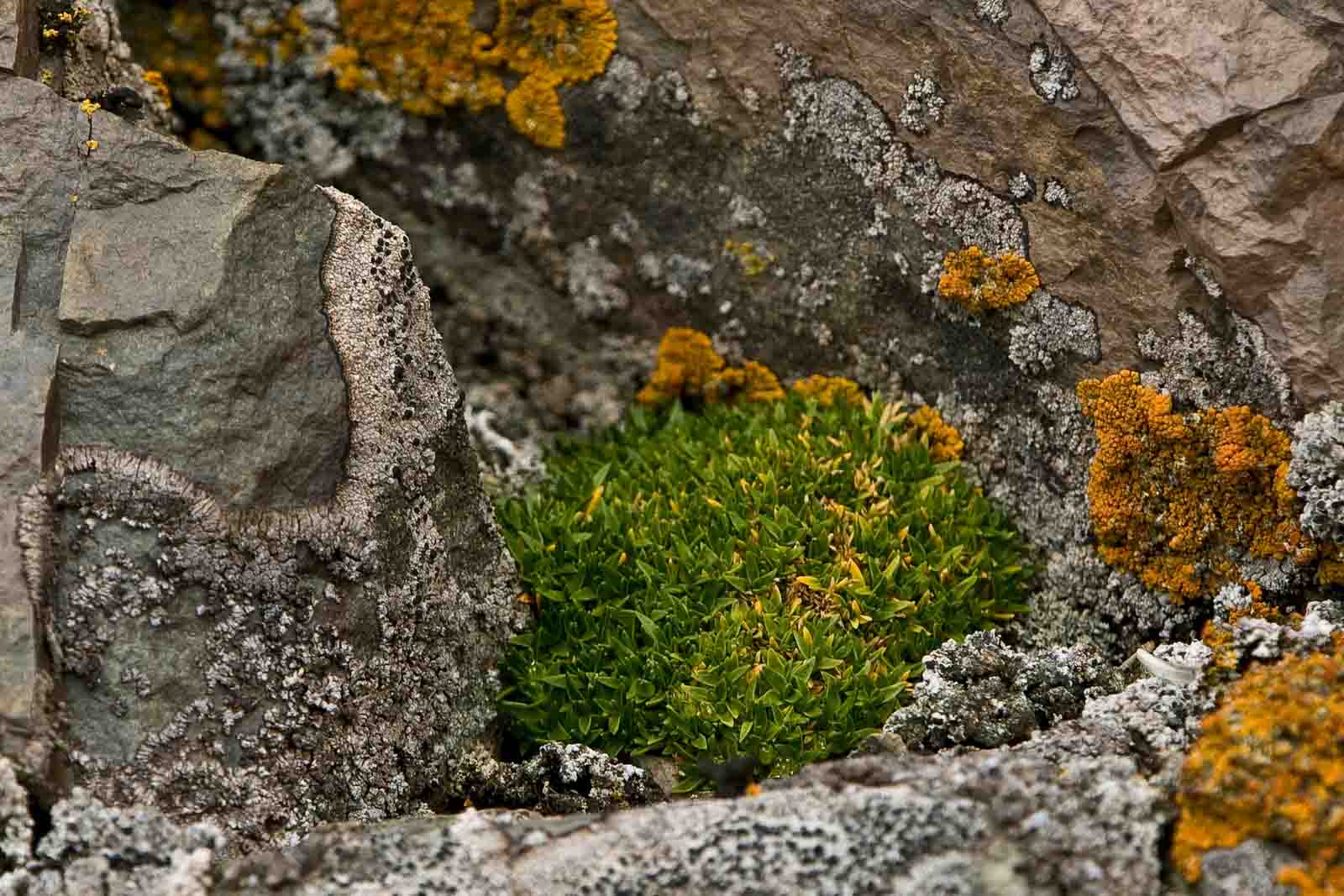 Colobanthus quitensis (Antarctic Pearlwort)