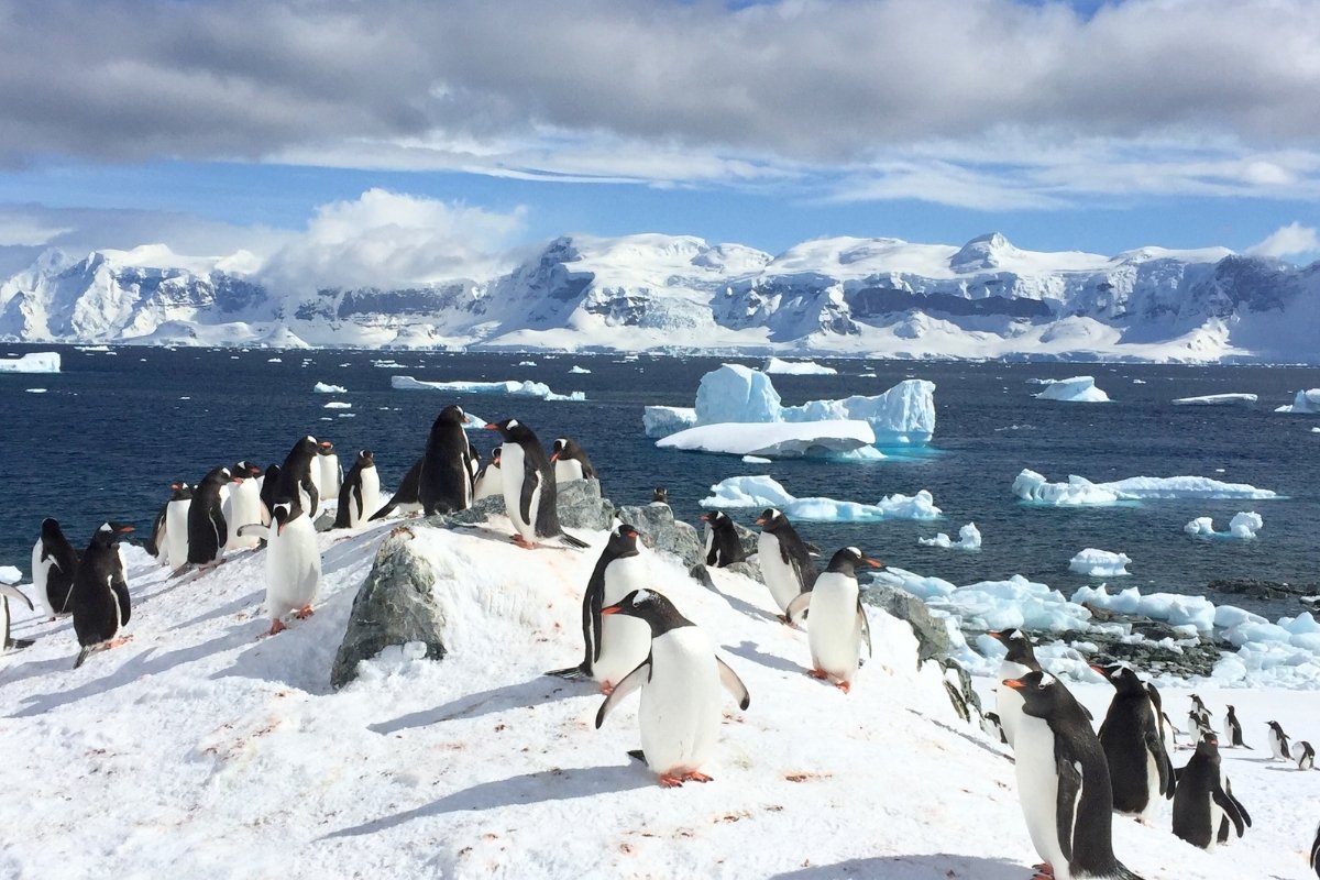 Penguins | Antarctica Expedition
