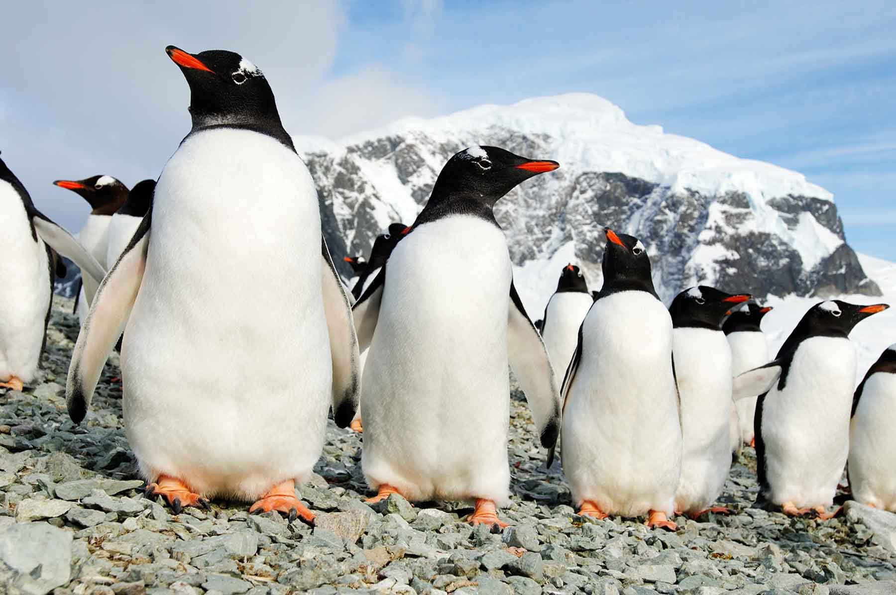 Gentoo Penguins | Antarctic Peninsula