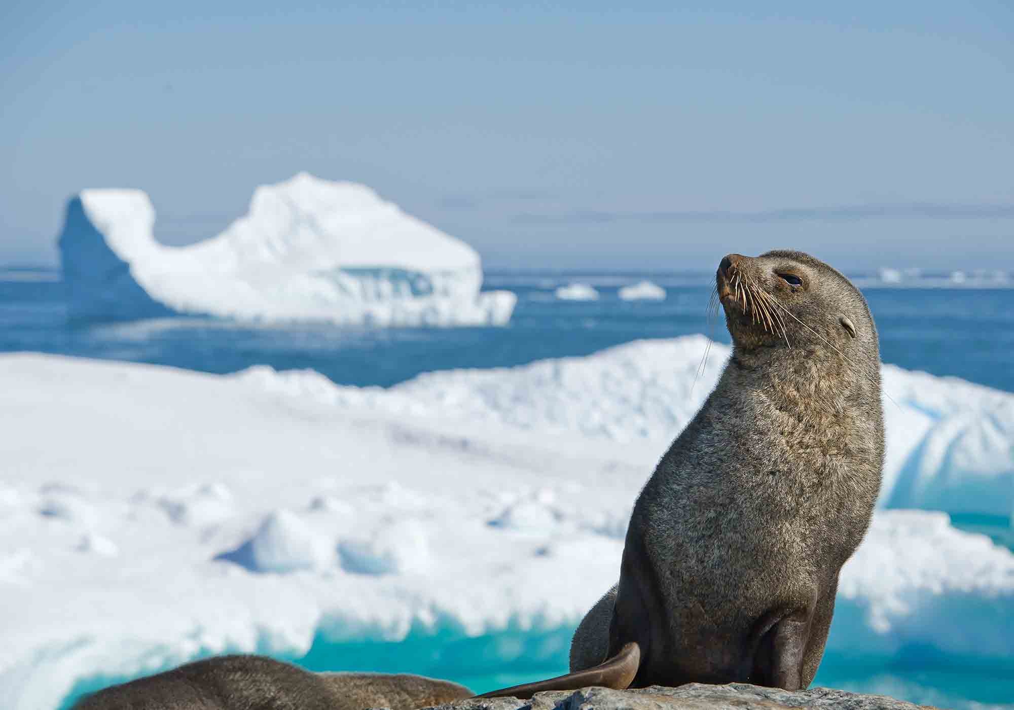 Fur Seal | Antarctic Peninsula