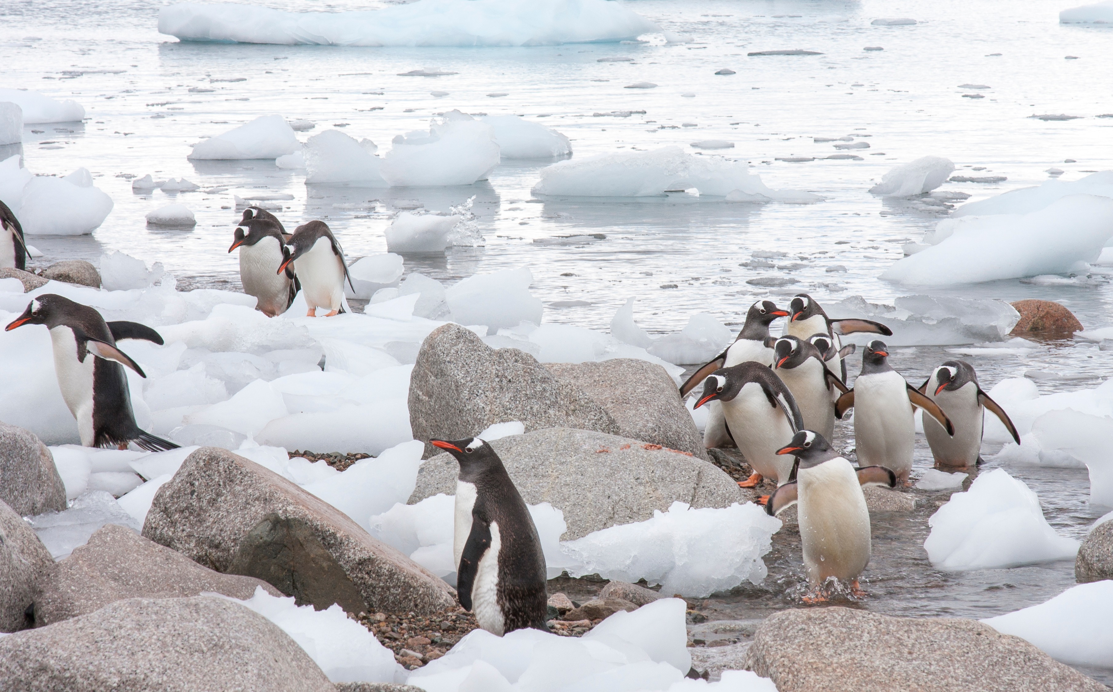 Gentoo Penguins | Antarctica