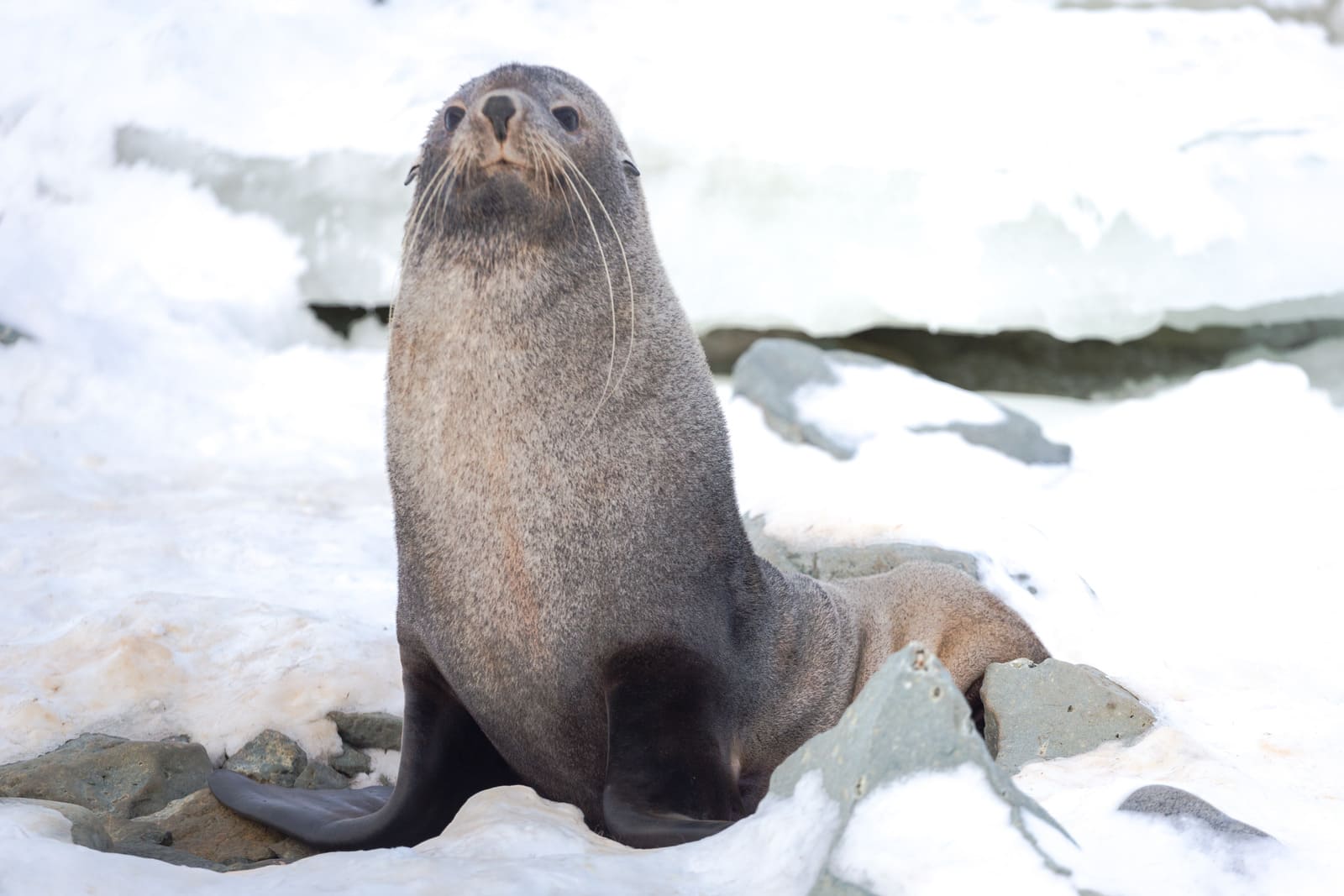 Fur Seal | Antarctica