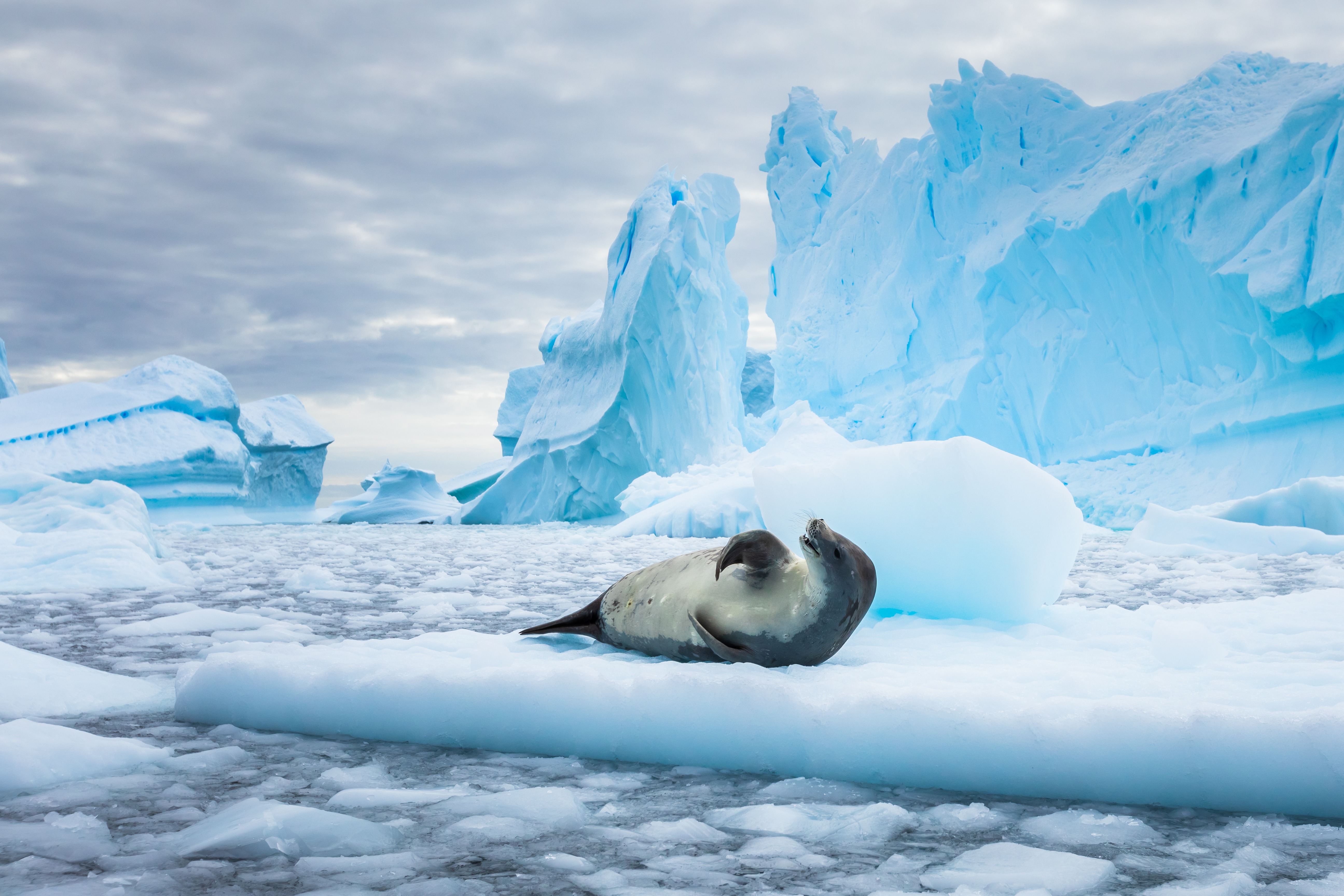 Leopard Seal Antarctica