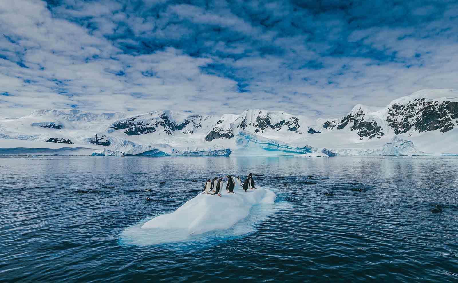 Penguins | Antarctica Peninsula