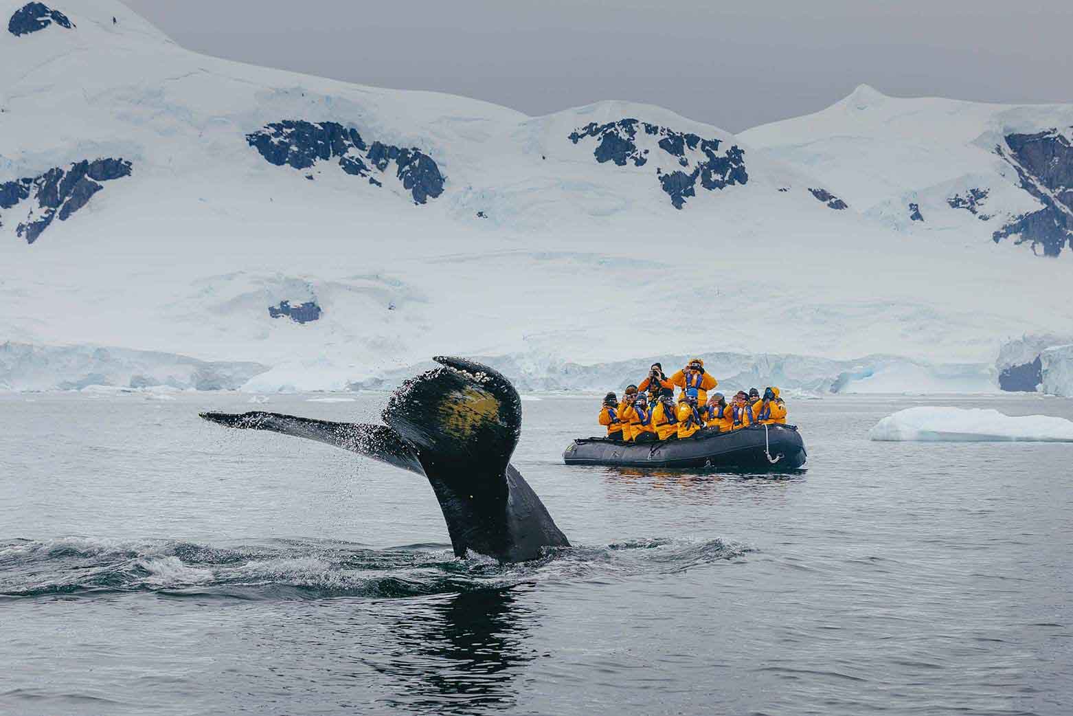 Whale watching - Antarctica