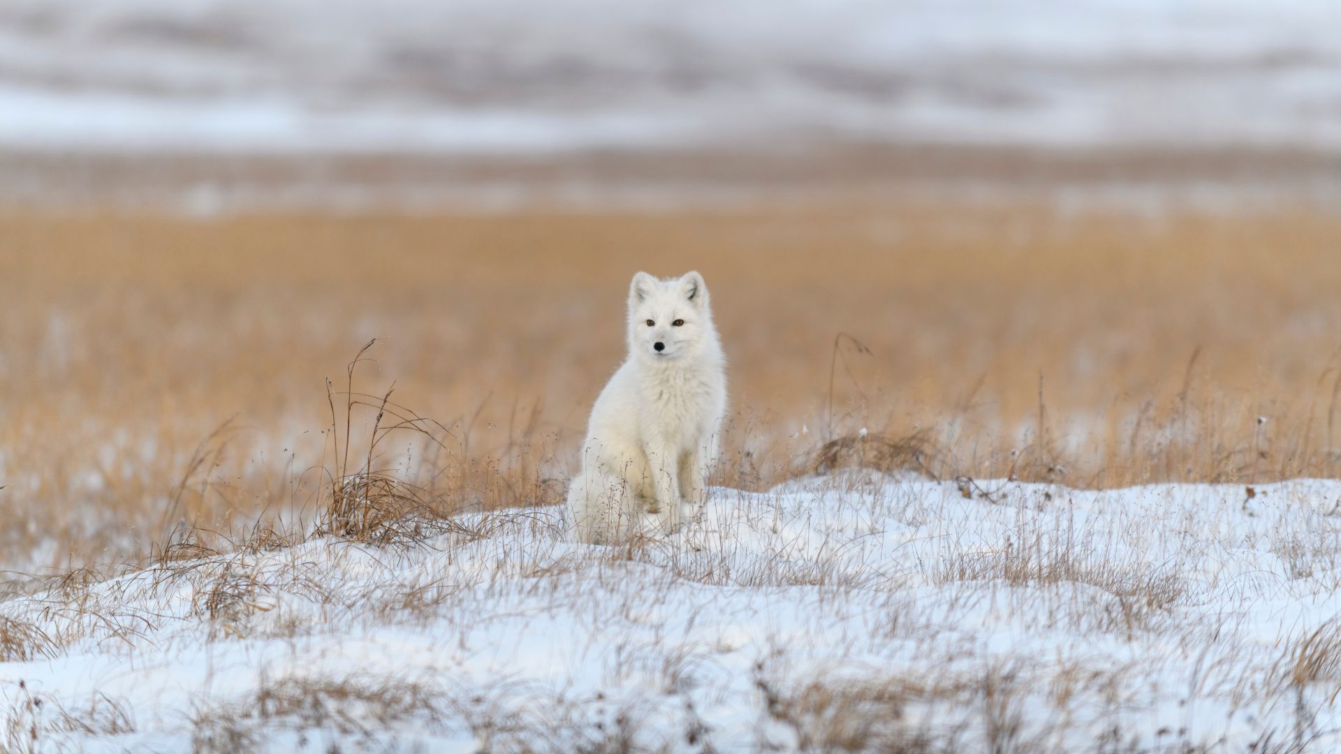 Artic Fox | Canva | Alexey Seaferer