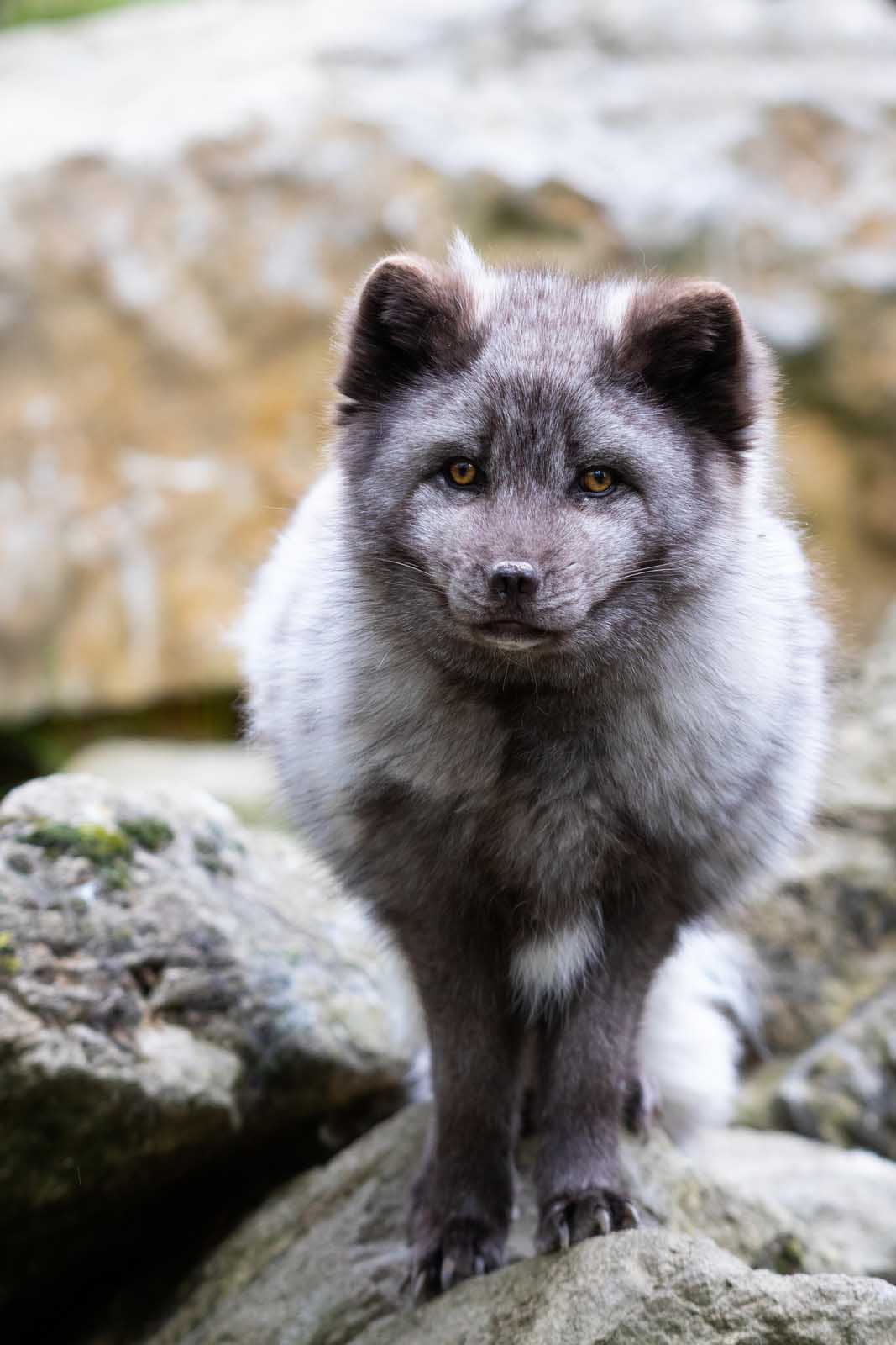 Artic Fox| Antartica