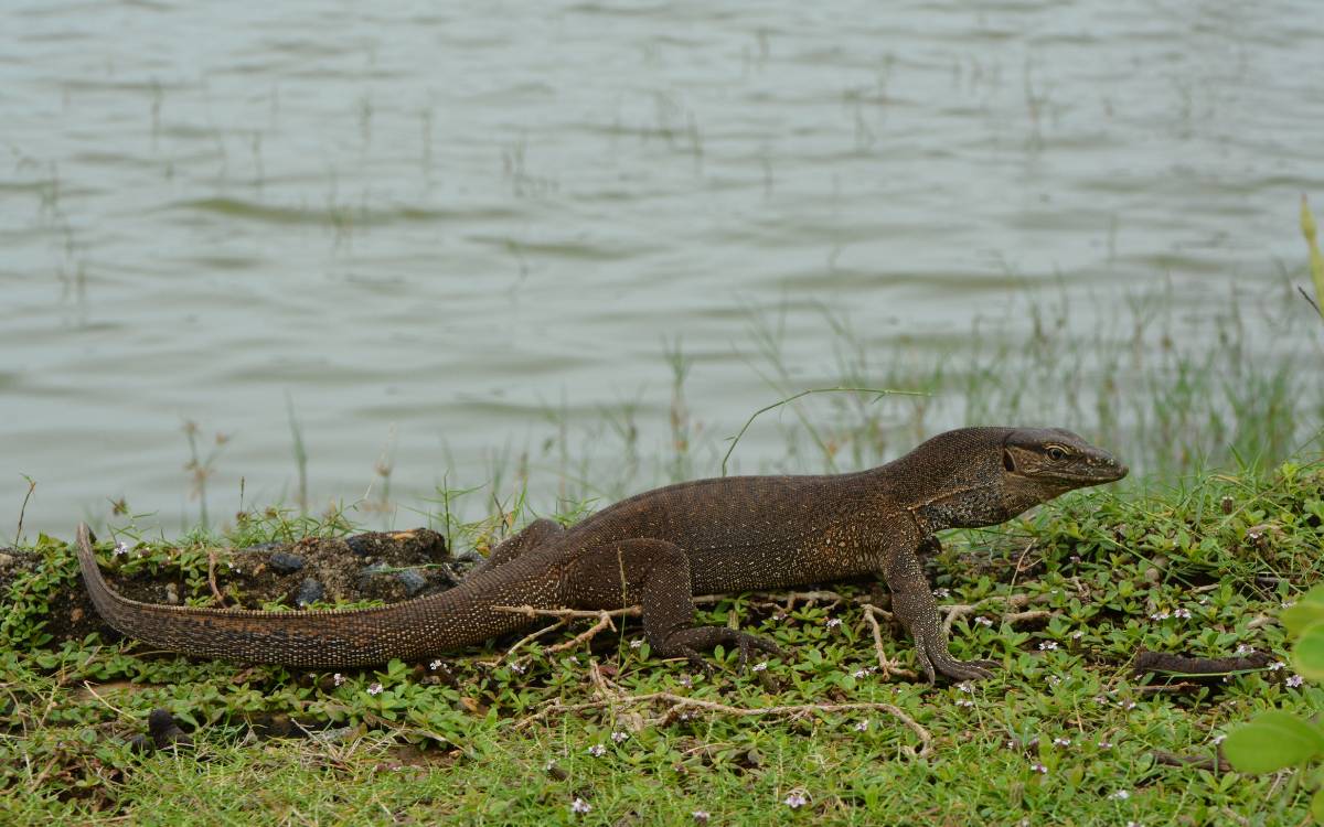 Asian Water Monitor 