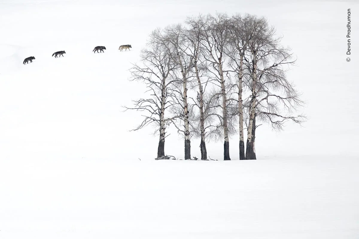 Aspen Shadows by Devon Pradhuman (USA)