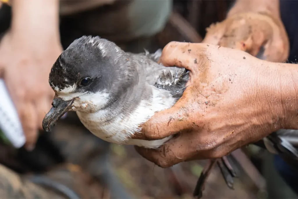 Assessment of a juvenile Galápagos petrel during a monitoring activity for this protected species