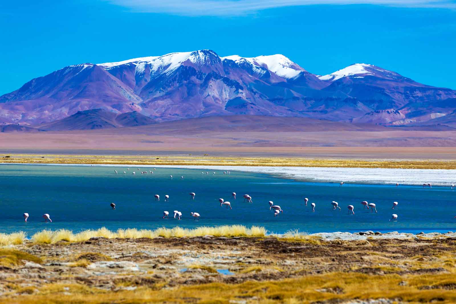 Atacama Desert with flamencos | Chile