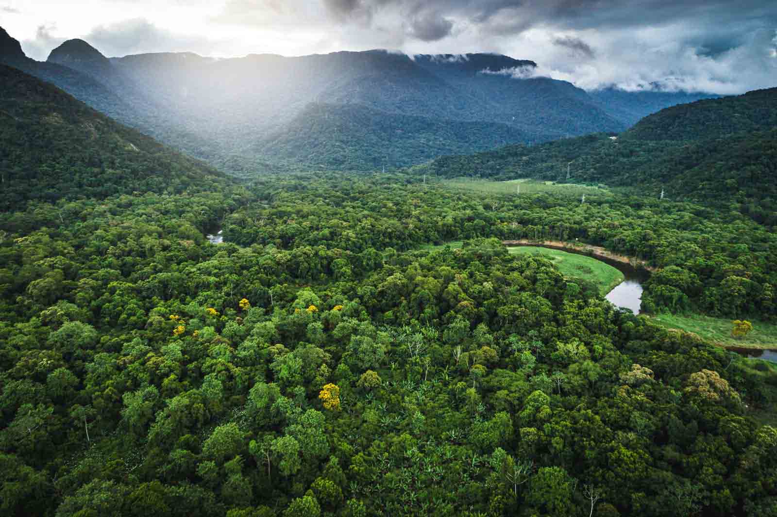 Atlantic Forest South-East Reserves | Brazil