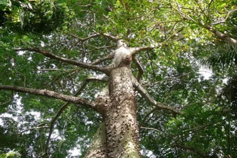 Ayaguasca Plant