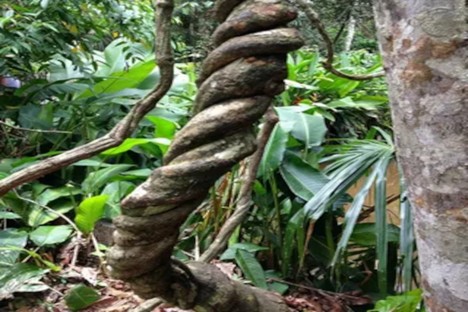 Ayahuasca