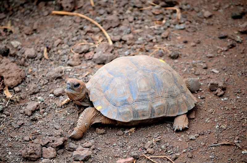 Galapagos baby giant tortoise