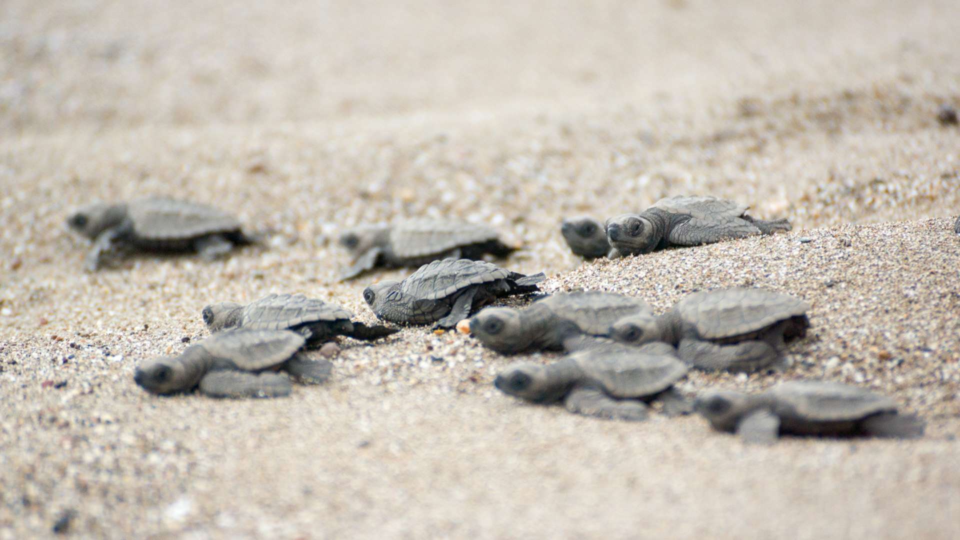 Baby Sea Turtle | Galapagos