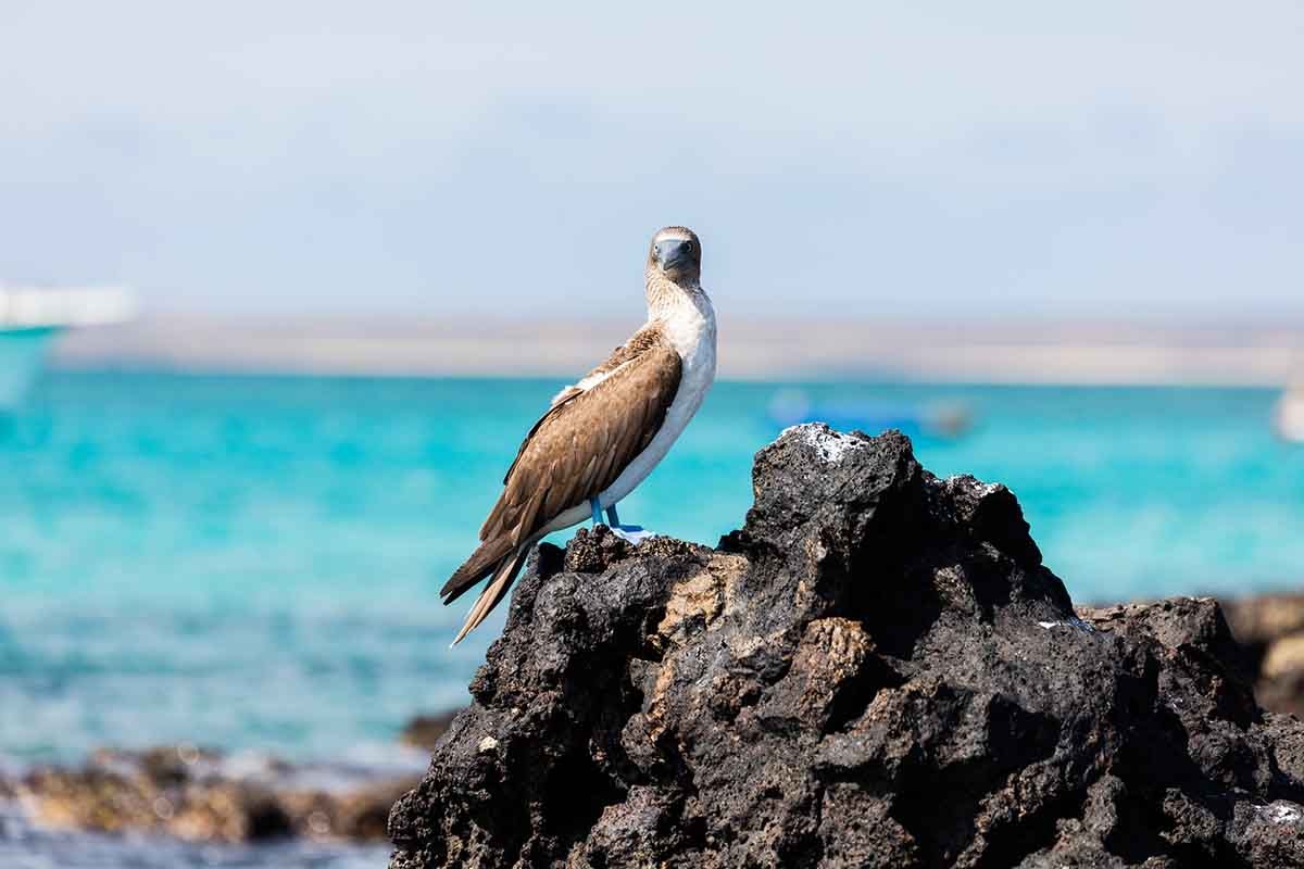 Galapagos blue footed