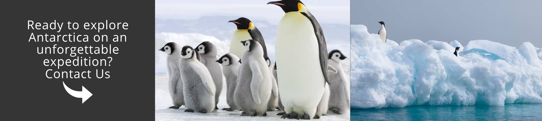 Get in touch with our specialists to plan your Antarctic journey and explore the most remote regions of the continent.