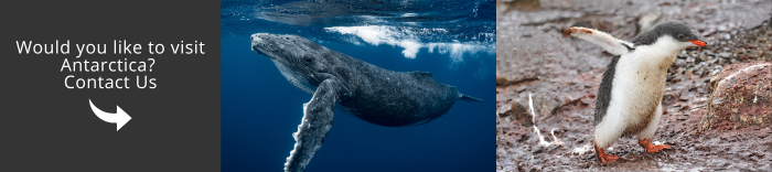 Come and visit Antarctica with us!