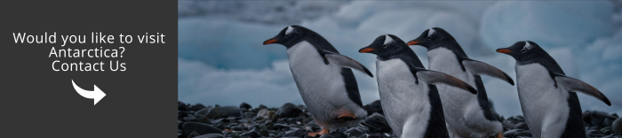 Come and visit Antarctica with us!