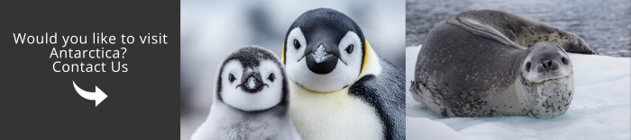 Come and visit Antarctica with us!