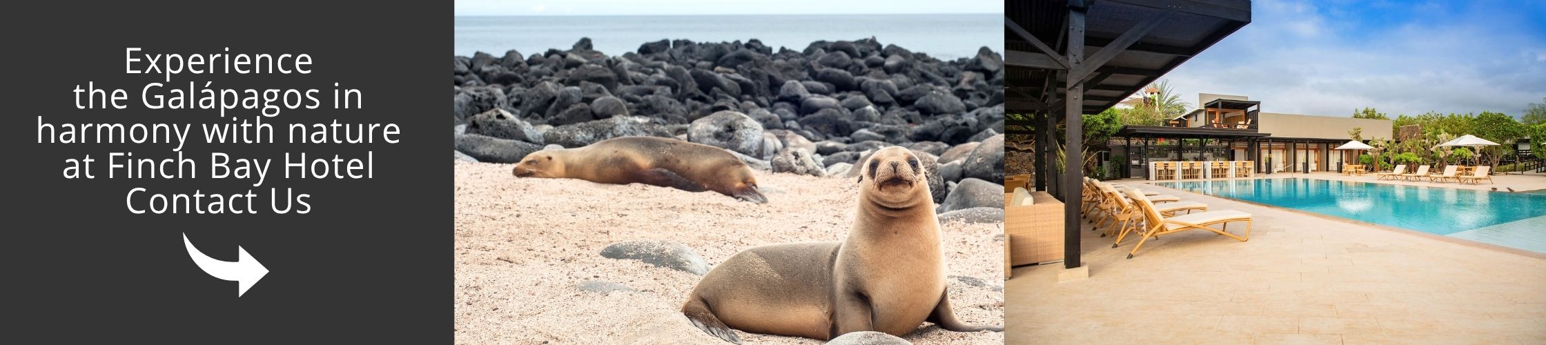 Experience Finch Bay Hotel in the Galápagos Islands, where luxury meets sustainability, offering exclusive nature-based experiences, eco-friendly practices, and unforgettable stays on Santa Cruz Island.