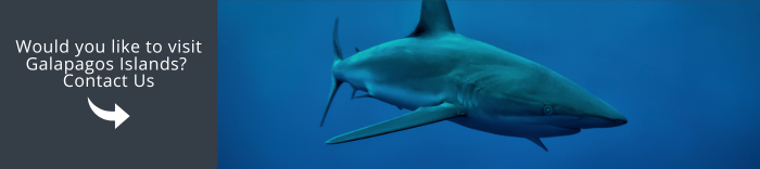 Come and visit Galapagos with us!