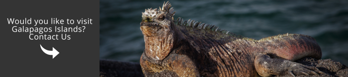 Come and visit Galapagos with us!