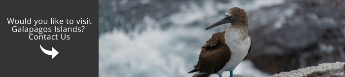 Come and visit Galapagos with us!