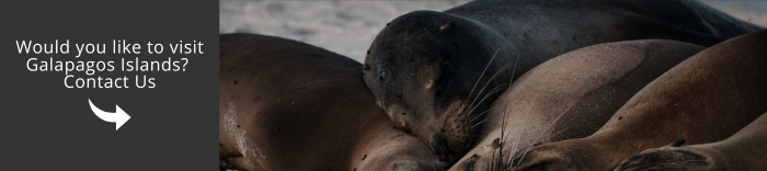 Come and visit Galapagos with us!