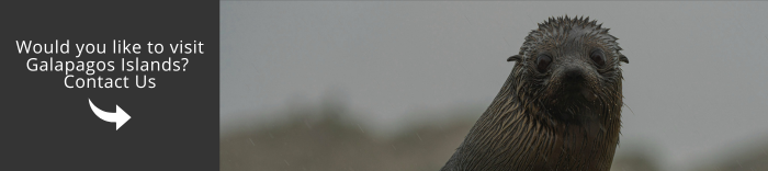 Come and visit Galapagos with us!