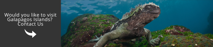 Come and visit Galapagos with us!