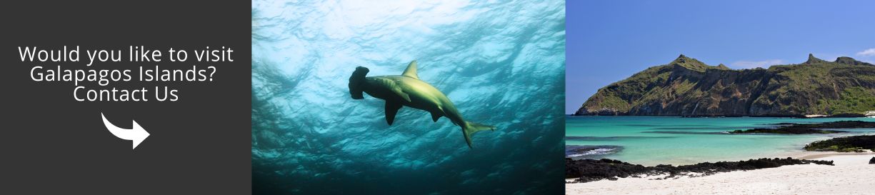 Defending Galapagos Marine Life – Protect Sharks, Preserve Our Oceans