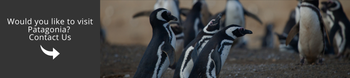 Come and visit Patagonia with us!