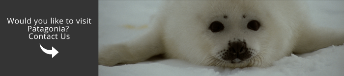 Come and visit Patagonia with us!