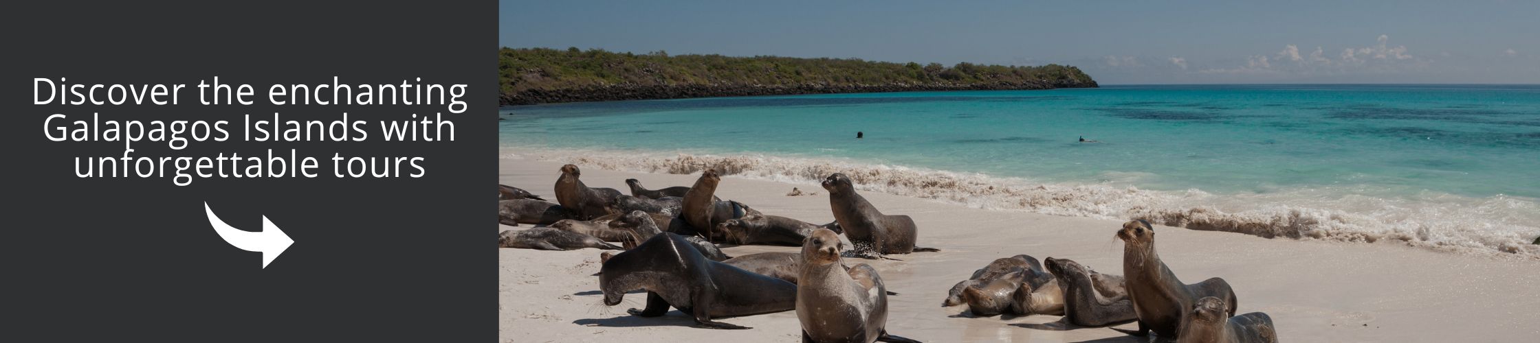 Discover the enchanting Galapagos Islands with unforgettable tours