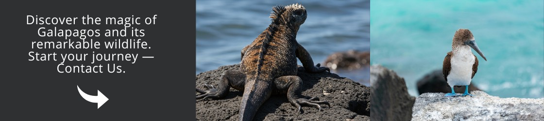 Discover the magic of Galapagos and its remarkable wildlife