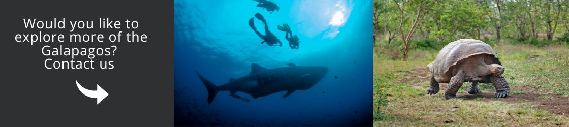 Explore more of the Galapagos Contact Us