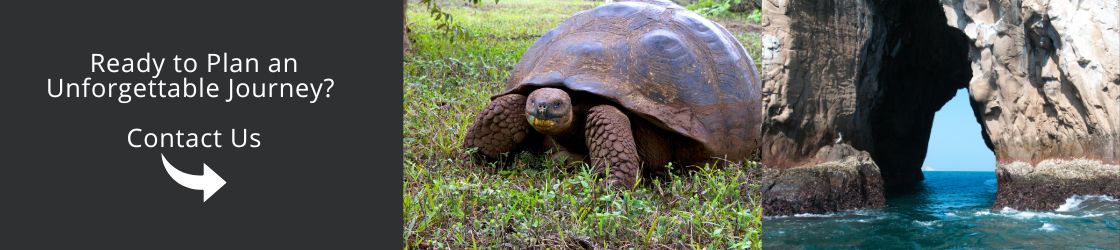 Ready to Plan an Unforgettable Journey? Contact Us