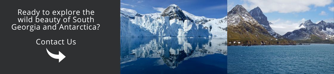 Ready to explore the wild beauty of South Georgia and Antarctica. Contact Us
