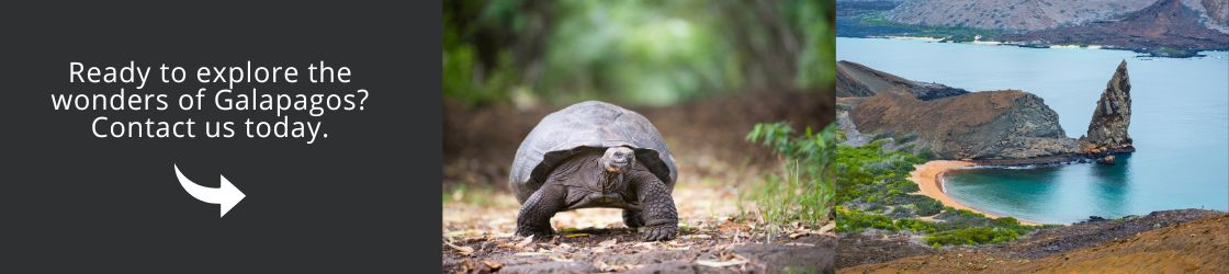 Ready to explore the wonders of Galapagos, Contact Us