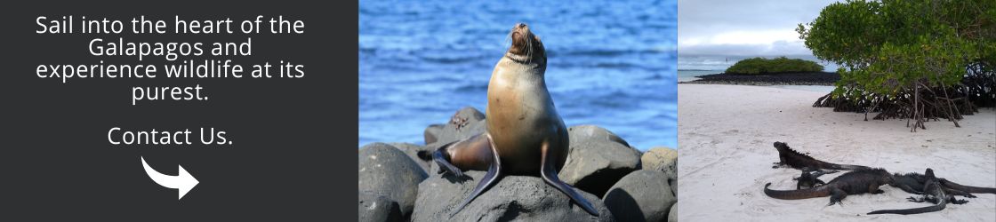 Sail into the heart of the Galapagos and experience wildlife at its purest