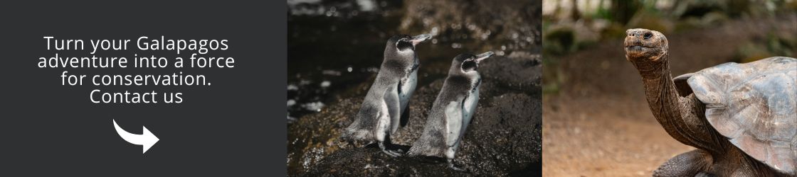 Turn your Galapagos adventure into a force for conservation