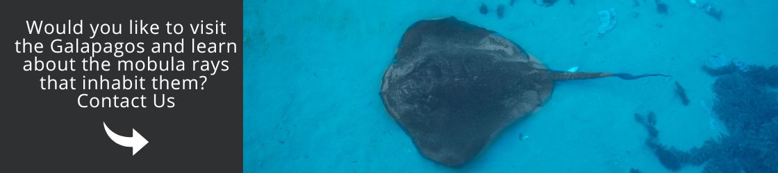 Come and see the mobula rays with us!