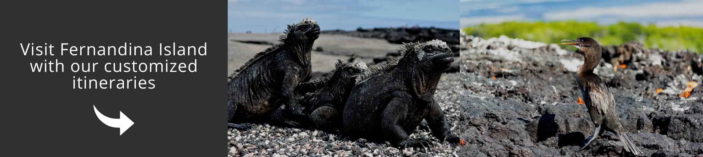 Tours to Fernandina Island