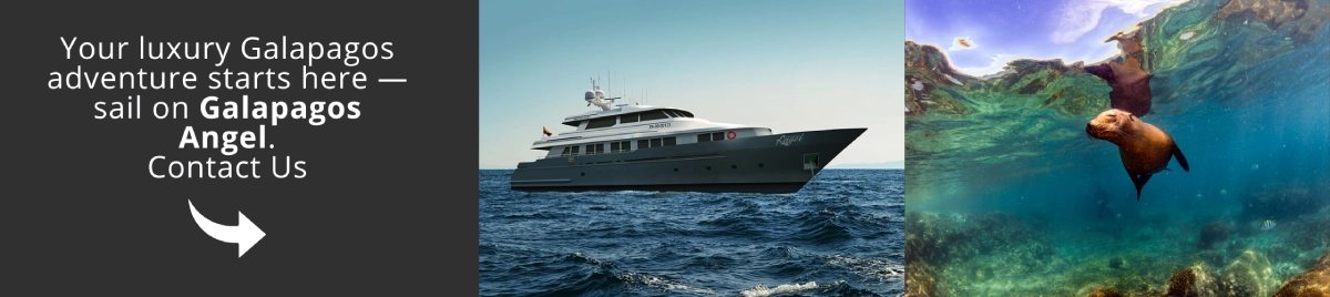 Come and visit Galapagos with us!