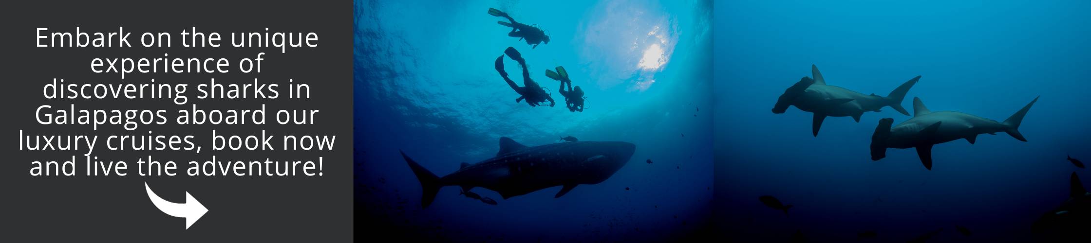 Galapagos tour | Diving with sharks
