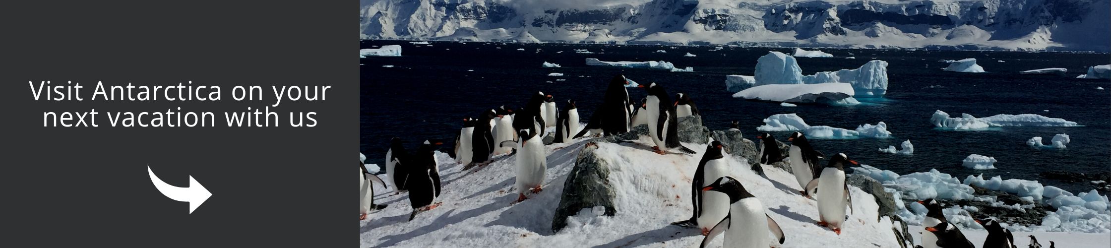 Visit the Antartica penguins | Basecamp Antarctica 