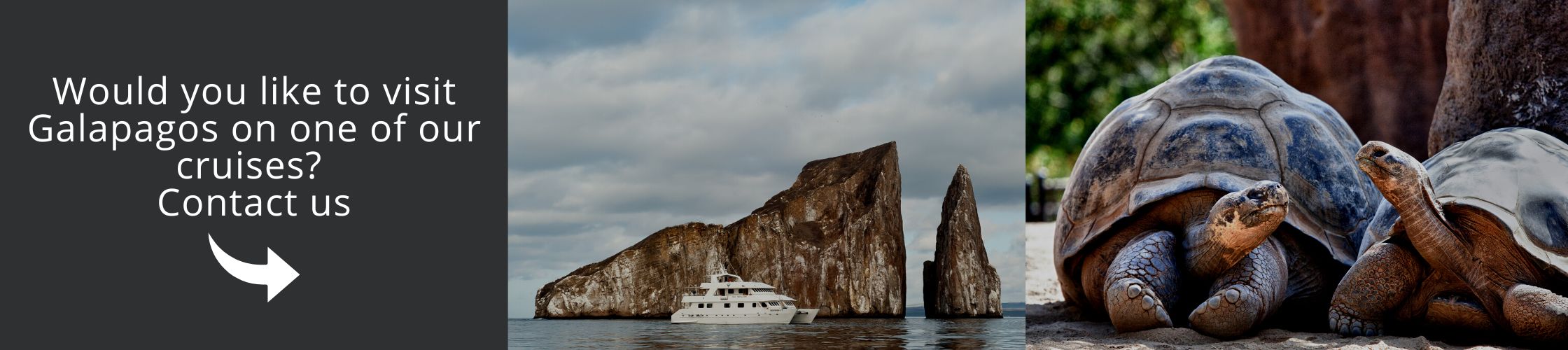 Visit the Galapagos on one of our cruises